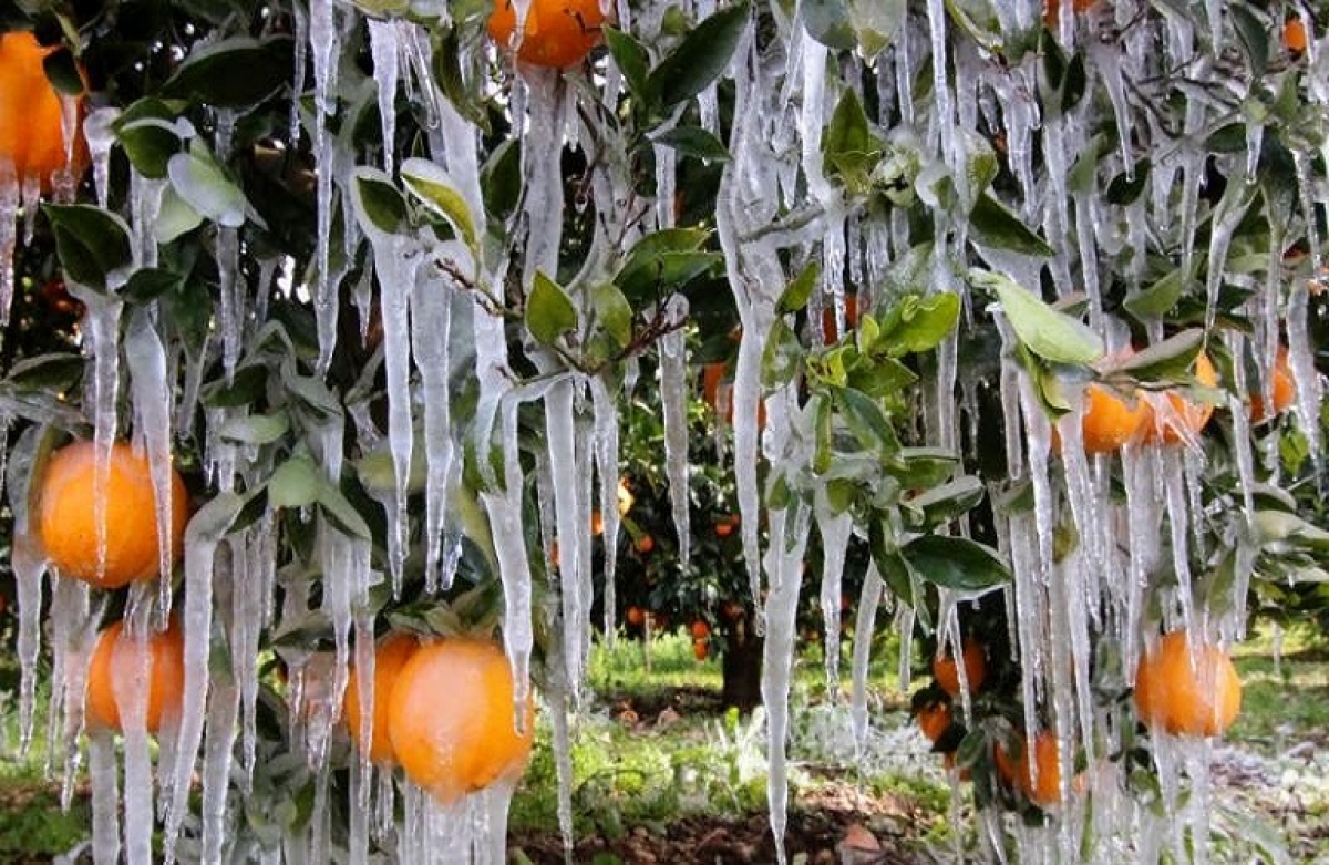 Ψηφίστηκε η τροπολογία για τον παγετό του Ιανουαρίου 2022