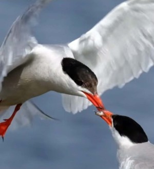 Μεσολόγγι: Η τρυφερή στιγμή που ποταμογλάρονο ταΐζει στο στόμα το ταίρι του