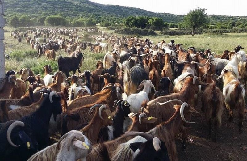 Ολοκληρώθηκε η αρχική αξιολόγηση για τη Βιολογική Κτηνοτροφία