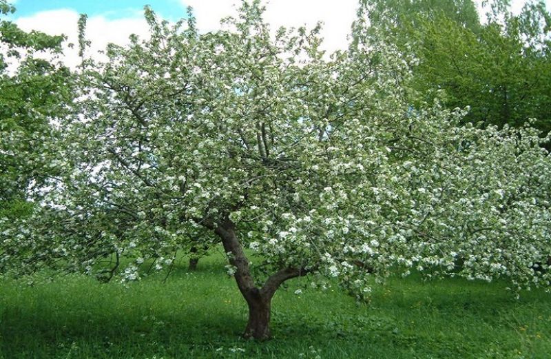 Προστασία στα μηλοειδή – Άμεσες επεμβάσεις