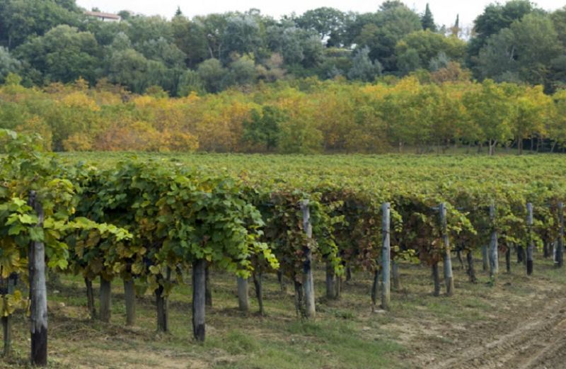 Αμπέλι: οδηγίες για περονόσπορο, ωίδιο, βοτρύτη
