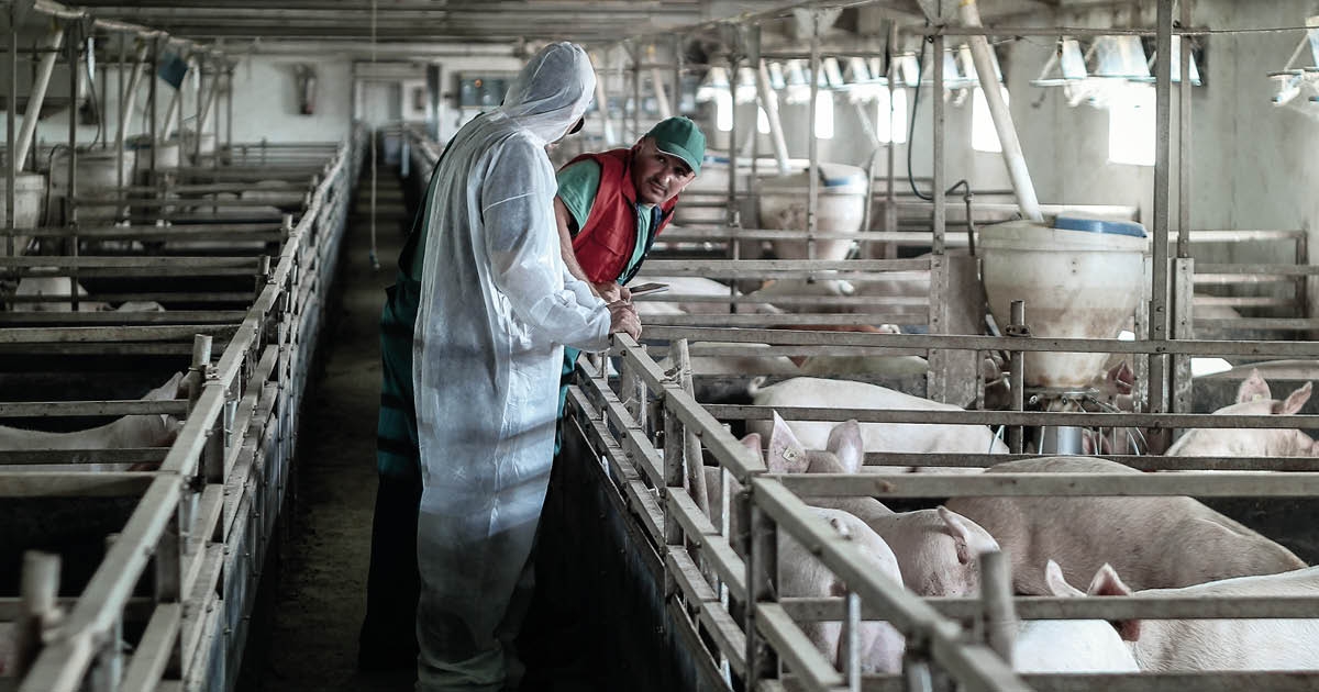 Αφρικανική Πανώλη των Χοίρων: συνεχίζεται η εκστρατεία στην Ελλάδα και επεκτείνεται και σε νέες χώρες