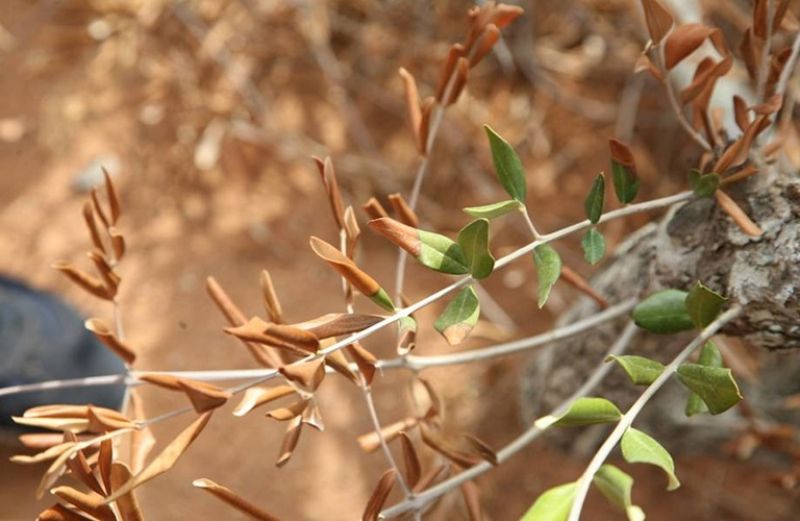 Νέο κρούσμα Xylella fastidiosa στην Ισπανία- μέτρα πρόληψης στην Ελλάδα