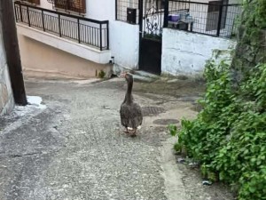 Αμφιλοχία: Αγνοείται χήνα – Έκκληση στους πολίτες για τον εντοπισμό της