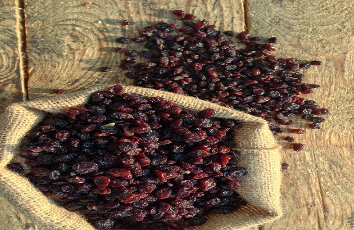 Λύση Λιβανού στο σταφιδικό