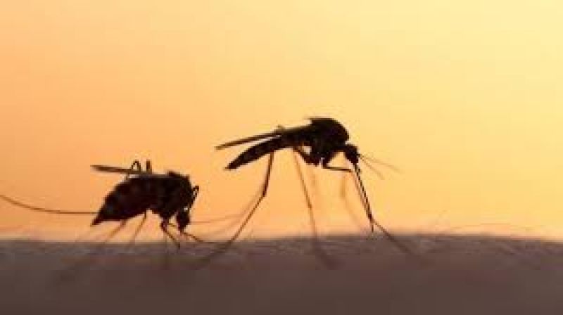 Τρεις τρόποι για να απαλλαγείτε από τα κουνούπια