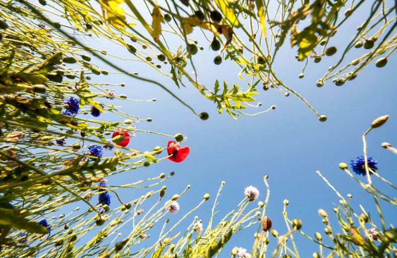 Χορήγηση δικαιωμάτων βασικής ενίσχυσης από το εθνικό απόθεμα