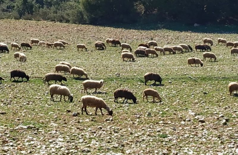 Πληρωμή 1,63 εκατ. ευρώ σε 391 παραγωγούς