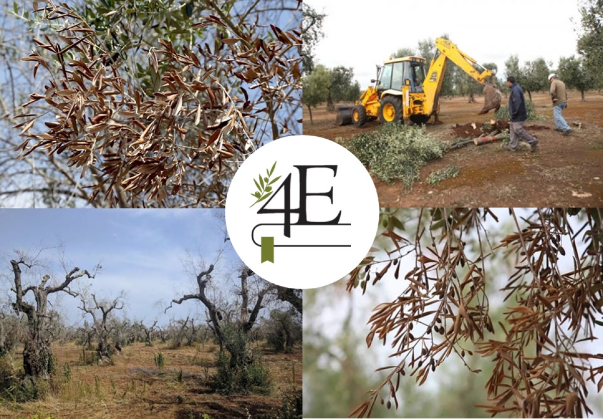 ΞΥΛΕΛΛΑ (Xylella fastidiosa): Η επικίνδυνη ασθένεια που απειλεί την καλλιέργεια της ελιάς και άλλων φυτών