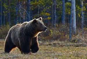 Τι να κάνετε αν συναντήσετε αρκούδα σε βόλτα σας στο δάσος