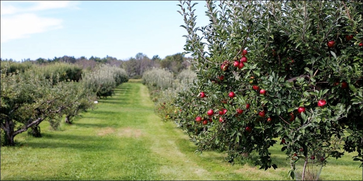 Μετάθεση της ημερομηνίας έναρξης υποβολής αιτήσεων ενίσχυσης στο υποέργο Αναδιάρθρωση των Καλλιεργειών του Ταμείου Ανάκαμψης και Ανθεκτικότητας