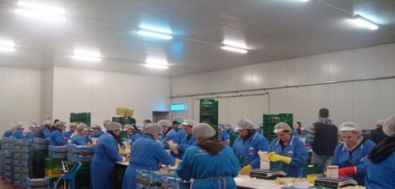 Ε.Α.Σ. Αγρινίου: Πρόσληψη εργατών για το συσκευαστήριο στη Νεάπολη