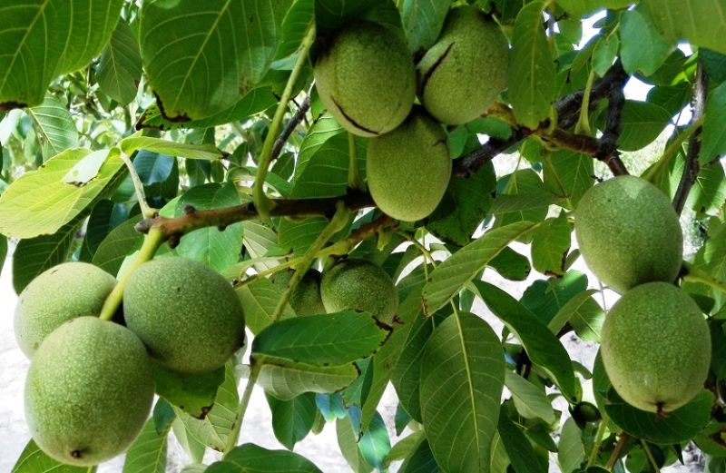 Γεωργικές Προειδοποιήσεις για την καλλιέργεια καρυδιάς