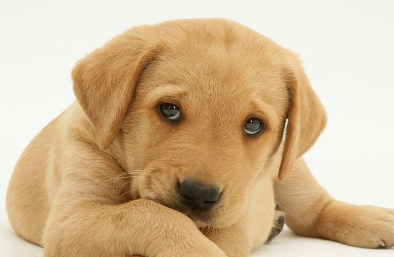 Αυστηροποίηση των ποινών για τους βασανιστές ζώων