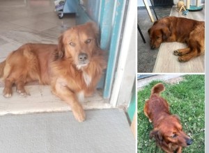 Χάθηκε σκύλος στην Καμαρούλα Αγρινίου