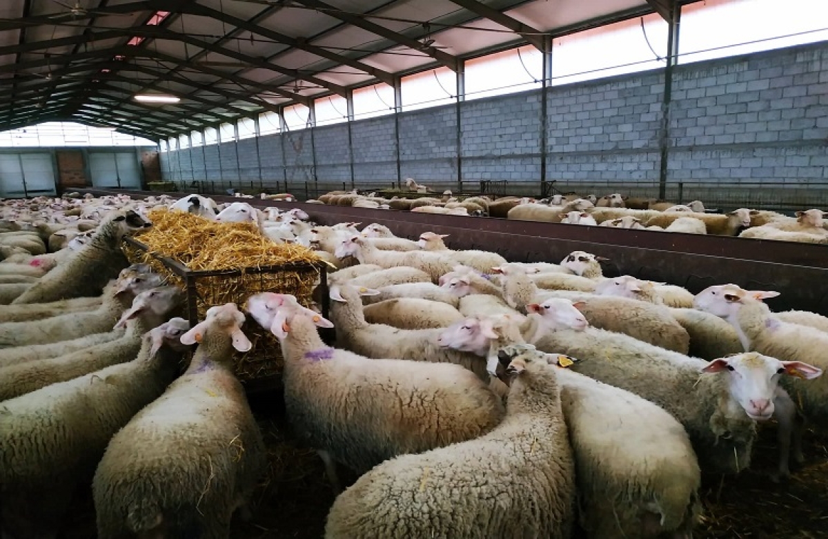 Πληρωμή ζωοτροφών σε κτηνοτρόφους