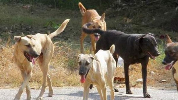 Αγρίνιο: Ανησυχία στην περιοχή του πάρκου και του Αγ. Γρηγορίου για αδέσποτα σκυλιά