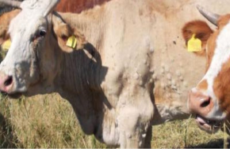Πρόσληψη κτηνιάτρων για την Οζώδη Δερματίτιδα