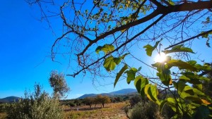 Καιρός σήμερα: Ανοιξιάτικο σκηνικό στη Δυτική Ελλάδα – Έως 17°C η θερμοκρασία