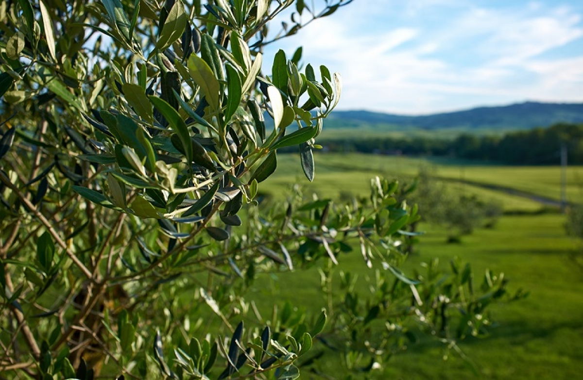 Πιστοποιημένες ποικιλίες ελιάς σε Φυτώρια απ&#039; τον ΕΛΓΟ - ΔΗΜΗΤΡΑ