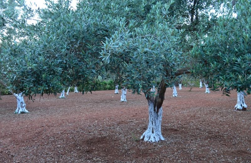 Φυτοπροστασία ελιάς κατά τη χειμερινή περίοδο