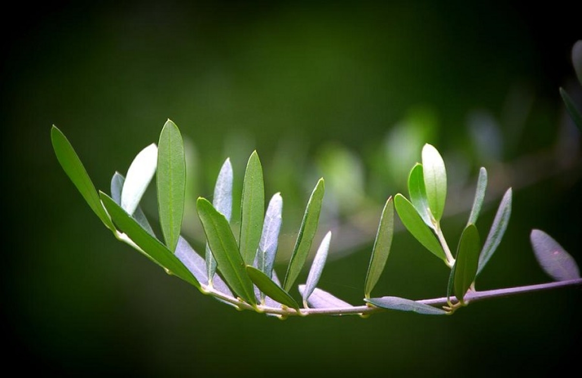 «ΚΟΤΙΝΟΣ 2022» - τα αποτελέσματα