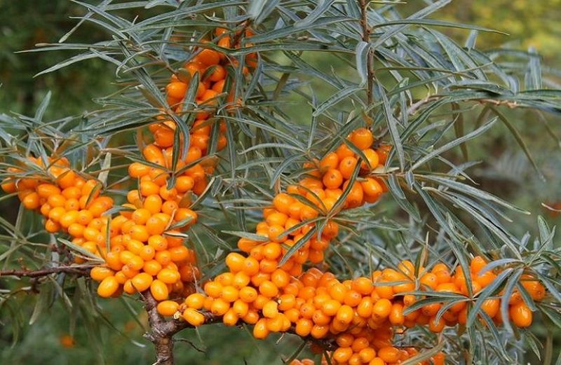 Ιπποφαές: Η καλλιέργεια
