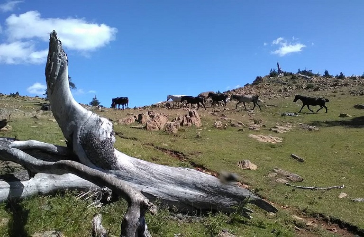 Μέχρι 12 Νοεμβρίου η καταχώριση σήμανσης για τα ιπποειδή