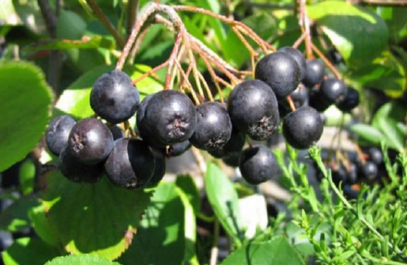 Αρώνια: πληροφορίες για την καλλιέργεια