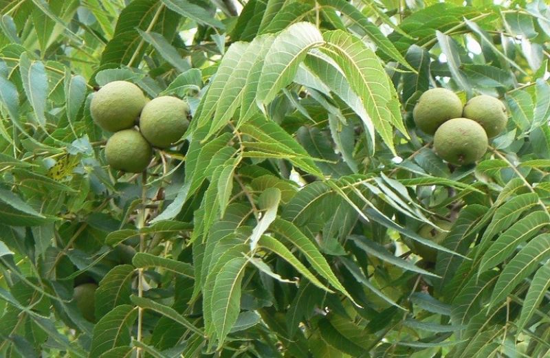Καρπόκαψα καρυδιάς: αντιμετώπιση
