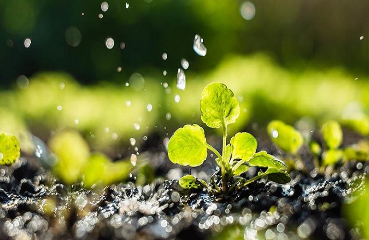 Καλλιέργειες 2021 - οδηγός επεμβάσεων ανά μήνα