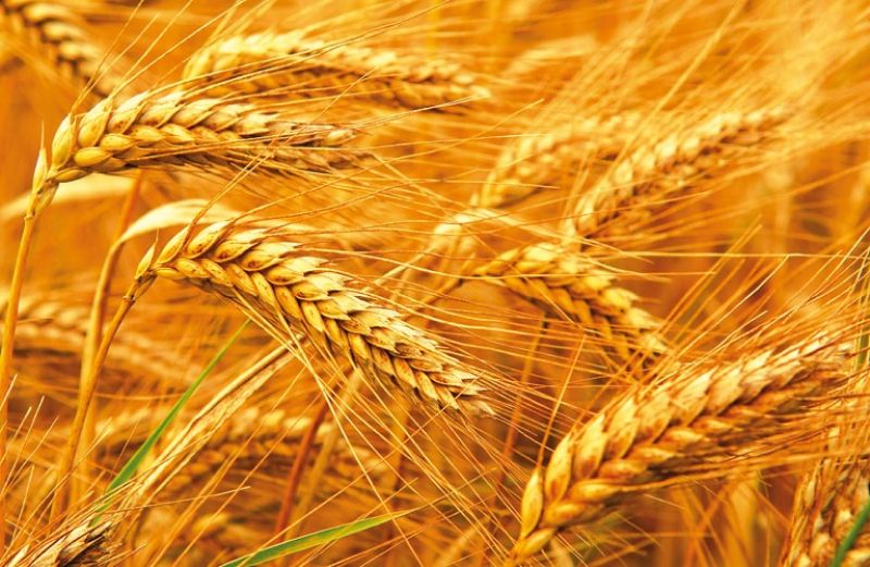 Αναμένεται αύξηση της παραγωγής σιτηρών