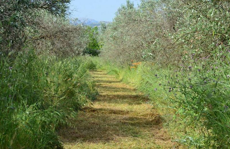 Πρόβλημα οι έντονες βροχοπτώσεις και η ζέστη της τελευταίας περιόδου
