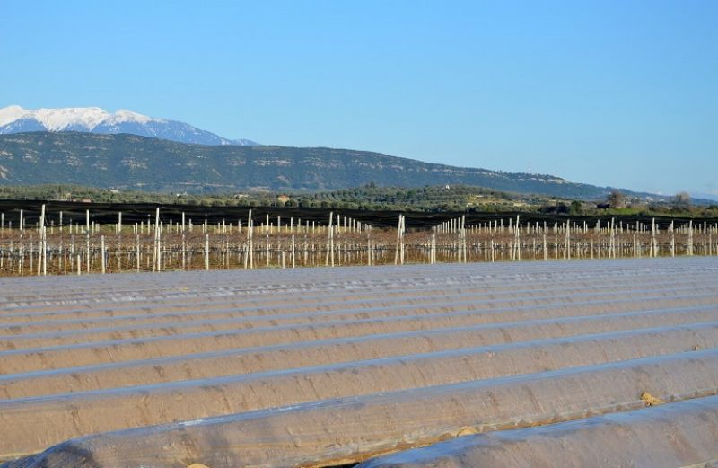 Υποβολή αίτησης ενίσχυσης για τα σπαράγγια