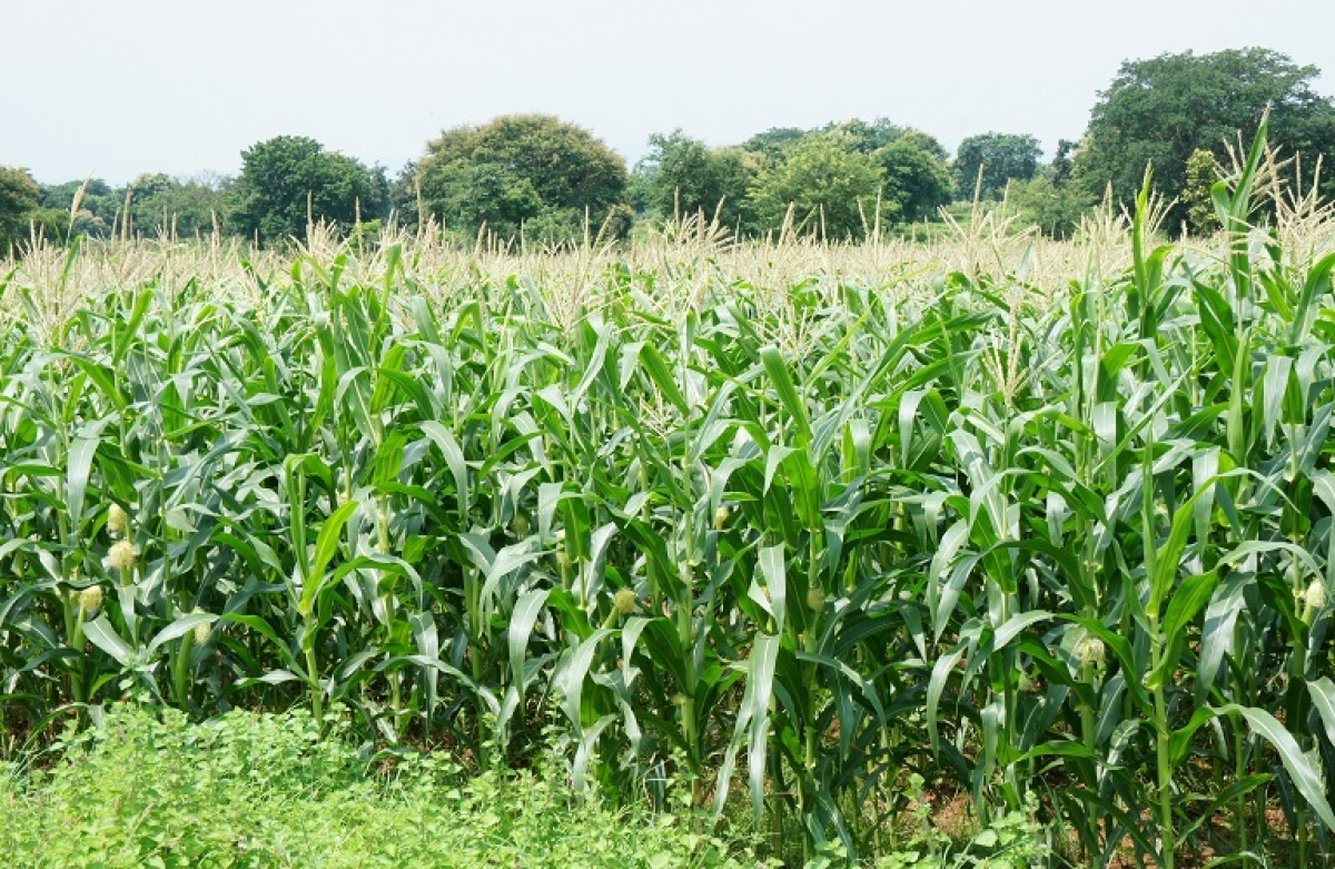 Στόχος η αύξηση των καλλιεργειών σε μαλακό σιτάρι, καλαμπόκι και ηλίανθο