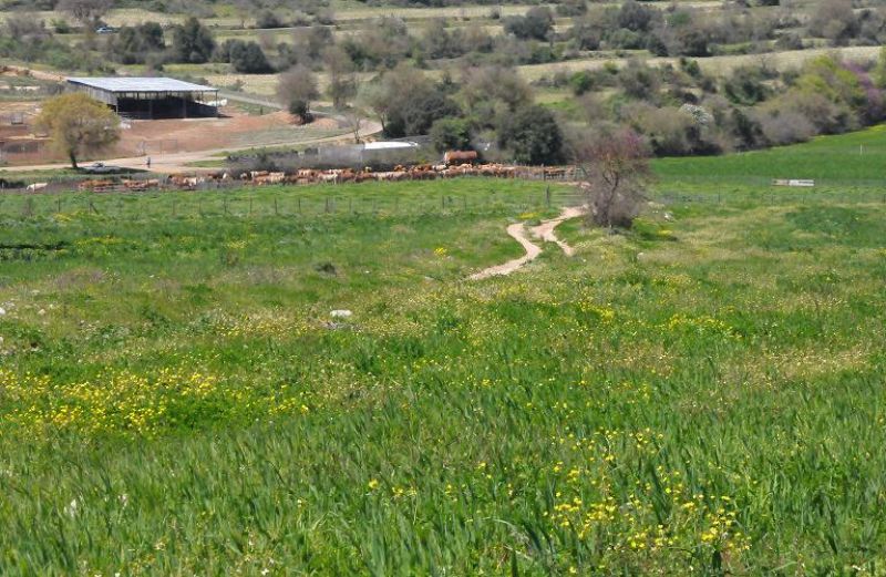 Καθυστερούν οι χάρτες βοσκήσιμων γαιών