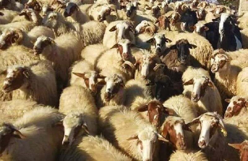 Καταρροϊκός Πυρετός: όλα όσα πρέπει να γνωρίζετε