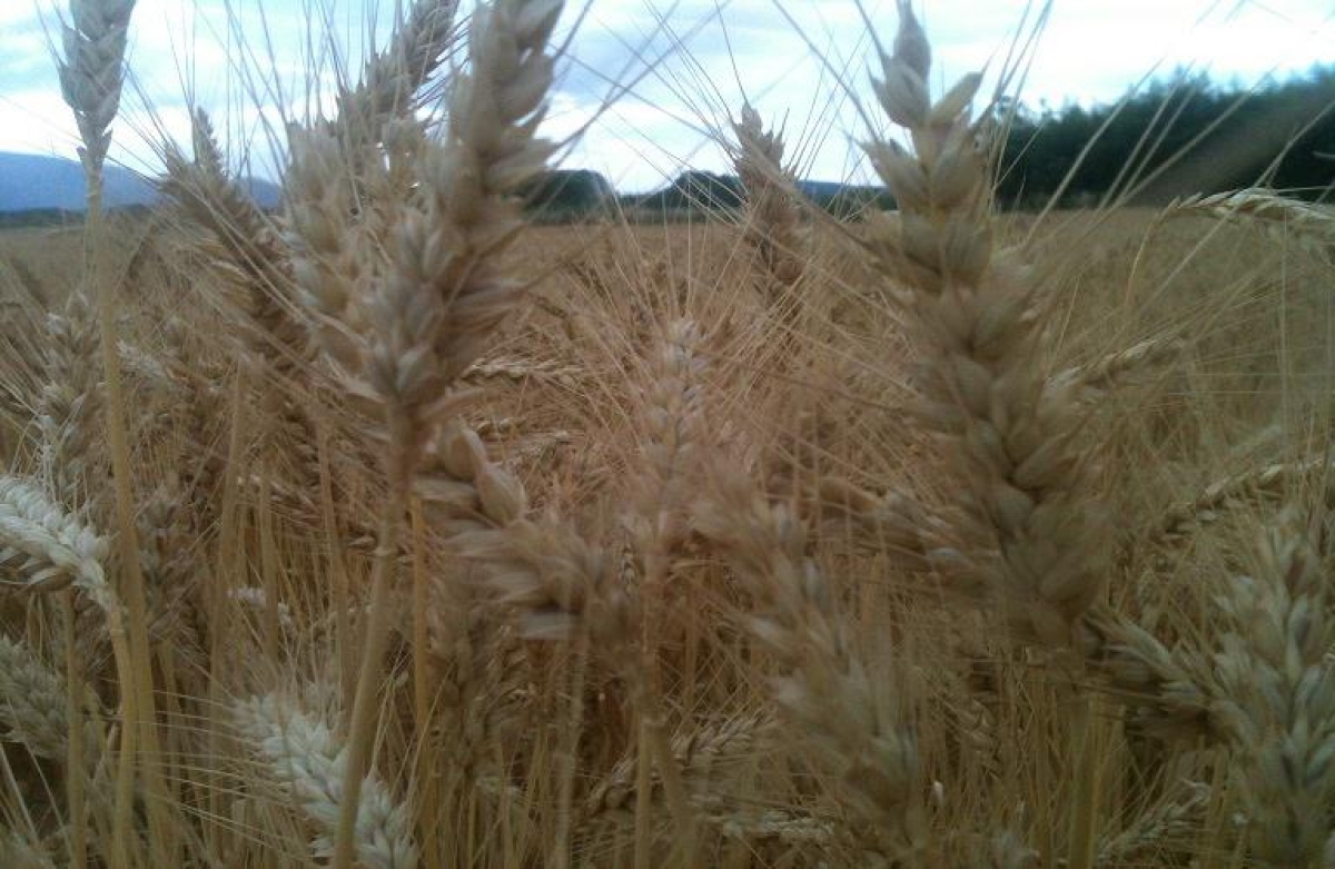 Ρεκόρ στην παγκόσμια παραγωγή δημητριακών