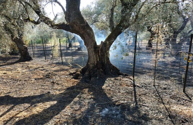 Ενισχύσεις 8 εκατ. ευρώ από τον ΕΛΓΑ