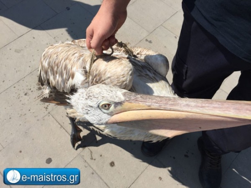 Γέφυρα σωτηρίας για τραυματισμένο πελεκάνο στην Αμφιλοχία