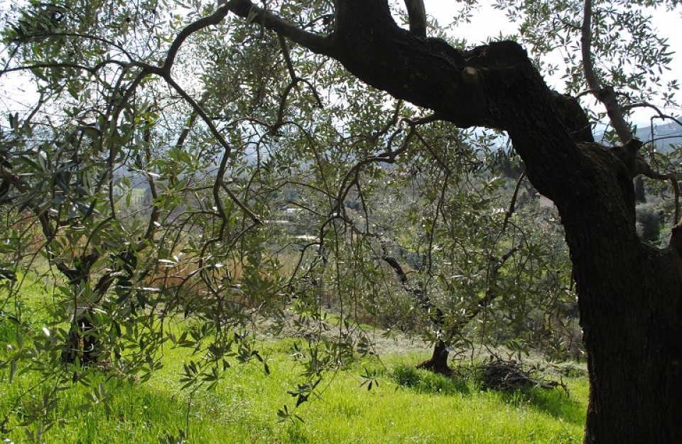 Ελαιόδεντρα και προστασία τον χειμώνα