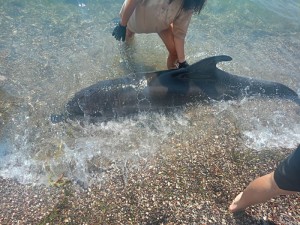 Μενίδι Αμφιλοχίας: Νεκρό δελφίνι ξεβράστηκε στην παραλία