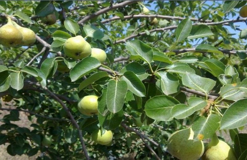 Προειδοποιήσεις για Μηλιά – Αχλαδιά
