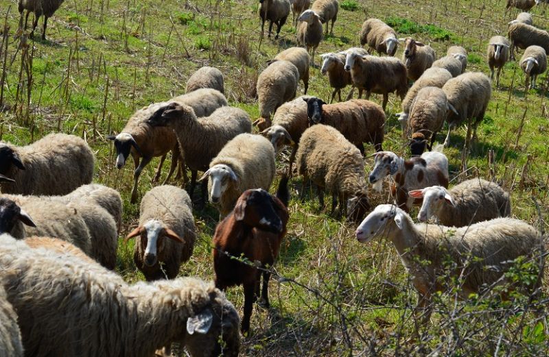 Μέχρι 15 Δεκεμβρίου η απογραφή ζωικού κεφαλαίου