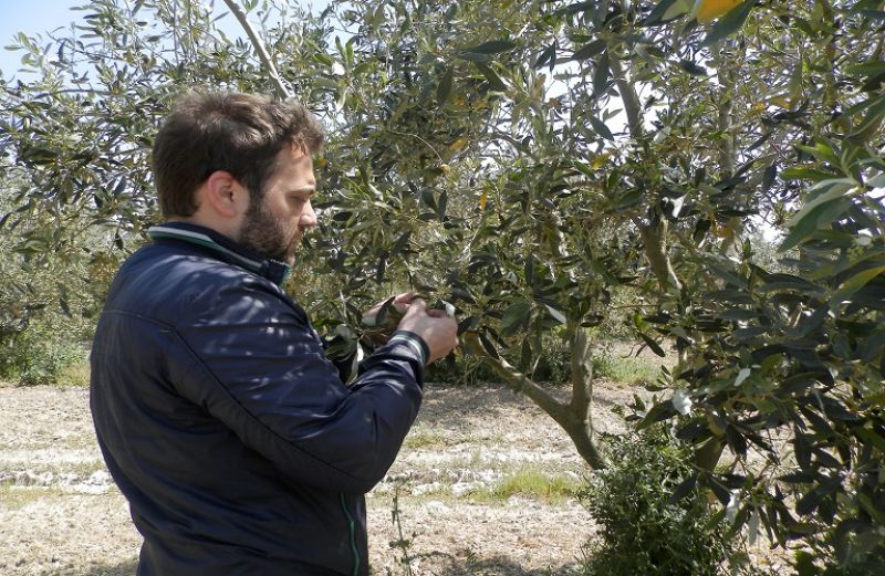 Οι ορθές πρακτικές για τη λίπανση της ελιάς