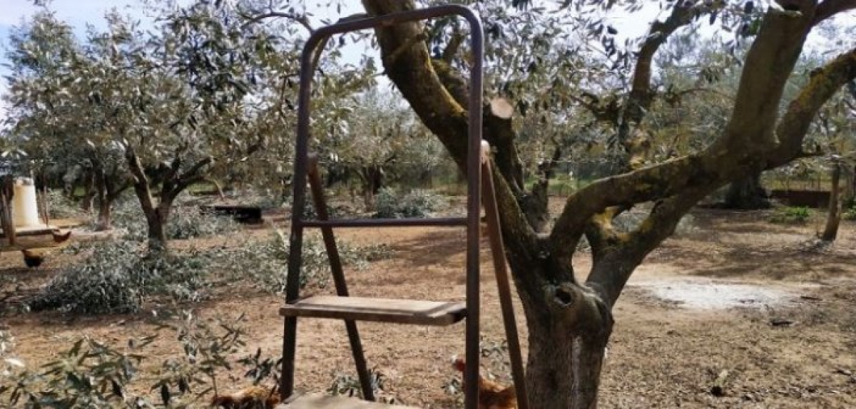 «Στα κάγκελα» οι παραγωγοί – Εκατομμύρια εισοδήματος στερεί η ακαρπία