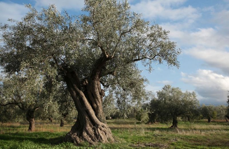 Ιστορίες καθημερινής παράνοιας …στη χώρα του «ποτέ»