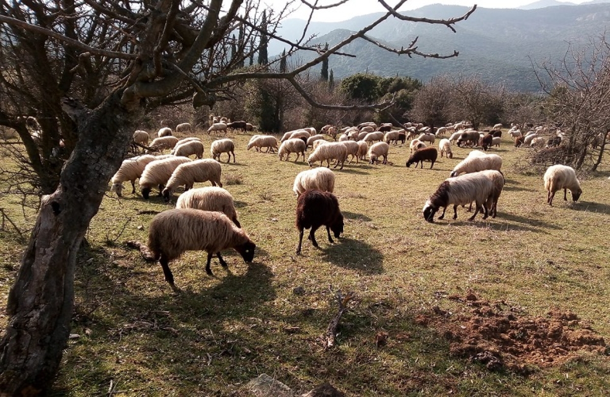 Εξισωτική Αποζημίωση: πληρώθηκαν 8,55 εκατ. ευρώ - από 12/7 οι ενστάσεις