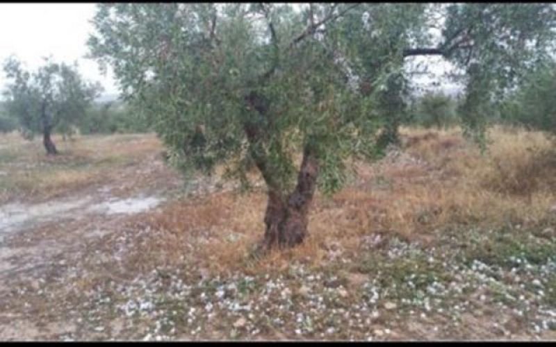 Αποζημιώσεις σε αγρότες-κτηνοτρόφους την Πέμπτη: 292.734 ευρώ στην Αιτωλ/νία