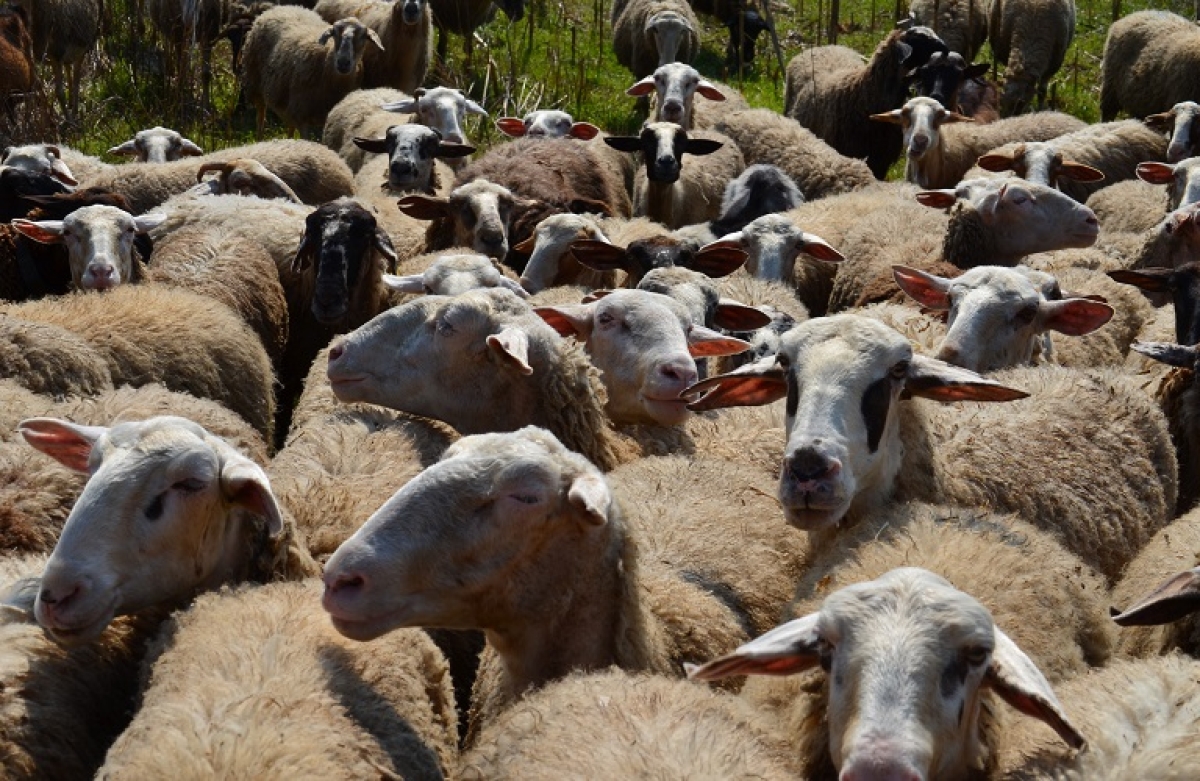 Απογραφή ζωικού κεφαλαίου για πληρωμή μέτρων αγροτικής ανάπτυξης